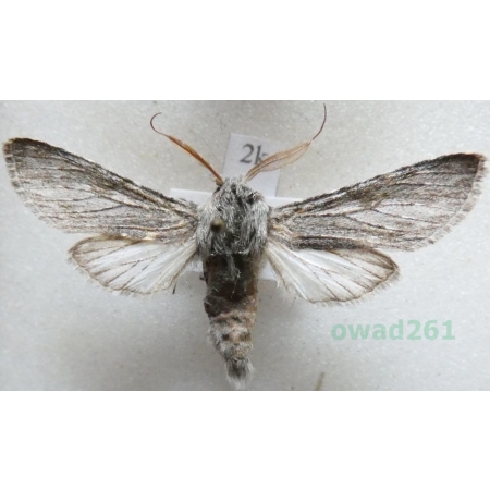 Dicranura ulmi (Denis & Schiffermüller, 1775) male Slovenia2k